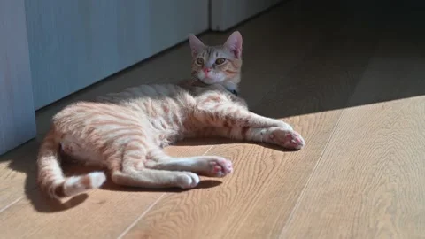 Bored lazy ginger cat lyiing on the floor Stock Footage 153288534