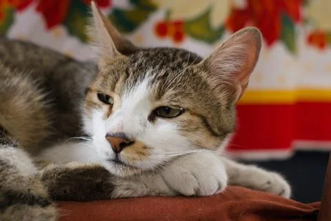 Bored looking tabby cat, lying by the Christmas table. Stock Photos
