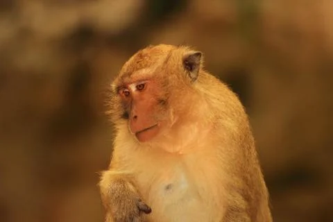 A bored monkey Stock Photos