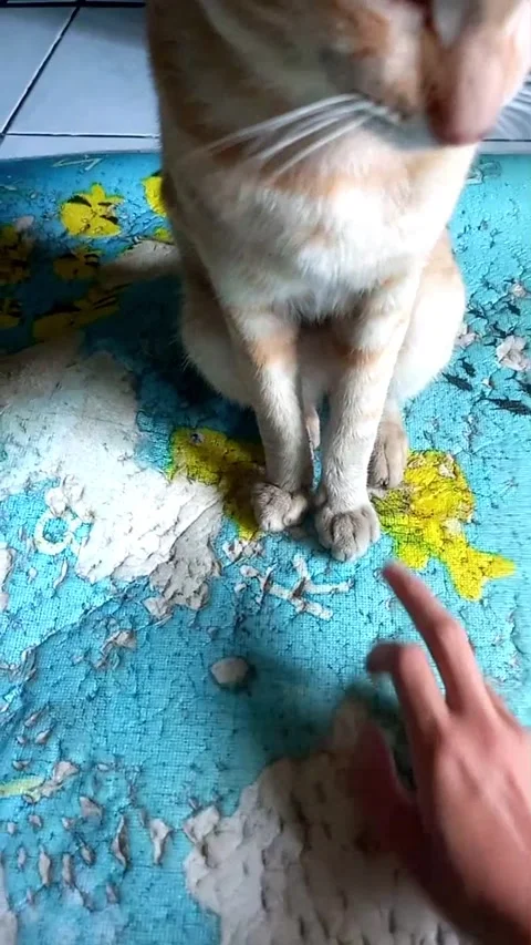 Bored Orange Cat Touching Hand Back During Play Close Up 库存影片 337033193