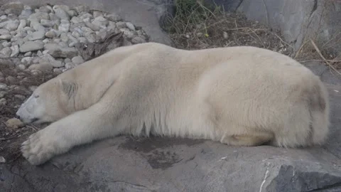 Bored polar bear lying. Close up filming of relaxing polar bear Stock Footage 165160808