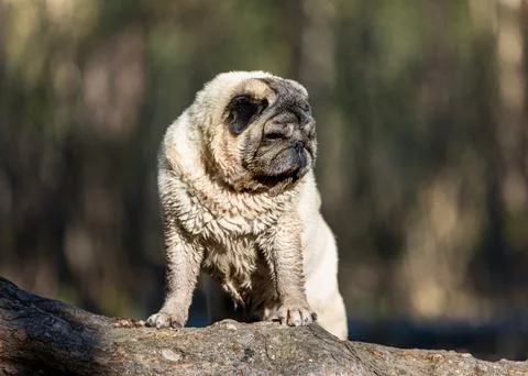 A bored Pug, a small dog breed and companion dog, stands on a log in the woods Fotos de archivo