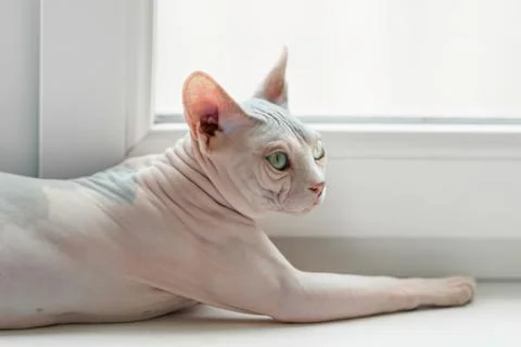 Bored Sphynx cat on window Stock Photos