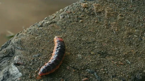 Borer caterpillar odorous Stock Footage 99282528