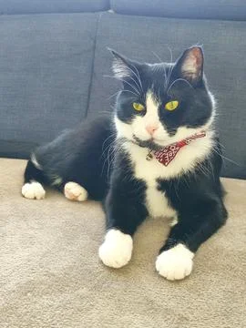Boris the cat with a bow Stock Photos