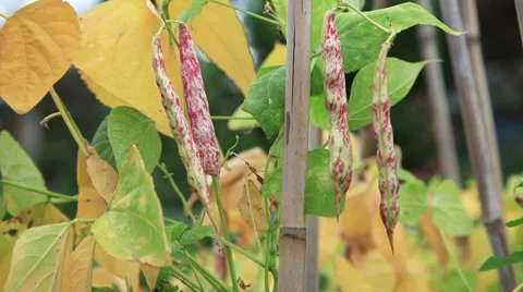 Borlotti beans being picked Stock Footage 8574908