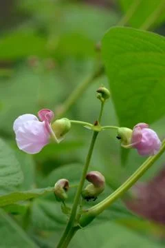 Borlotti beans flowers Stock Photos