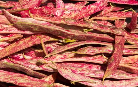 Borlotti Beans Stock Photos