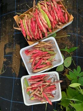 Borlotti beans Stock Photos