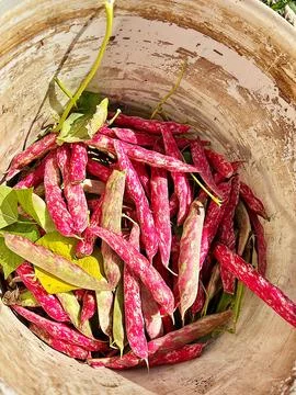 Borlotti beans Stock Photos