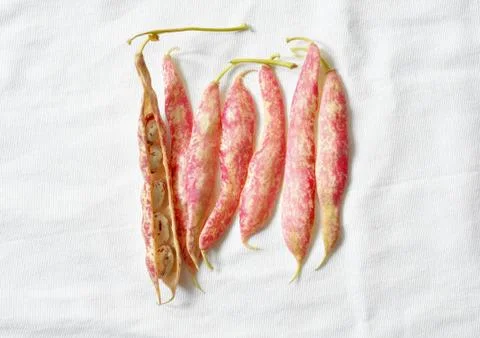 Borlotti beans on white background Stock Photos