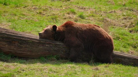 Born bear relaxing on a tree trunk 库存影片 153614441