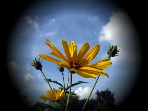 Born flower Stock Photos