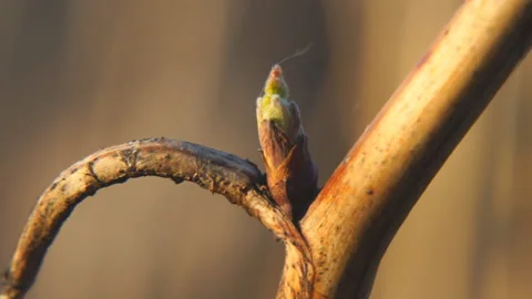 Born leaf from a bud on a raspberry branch Stock Footage 106462084