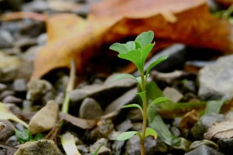 Born in the rocks Stock Photos