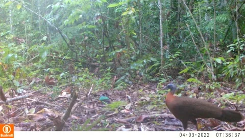 Bornean animals Video stock 242896676