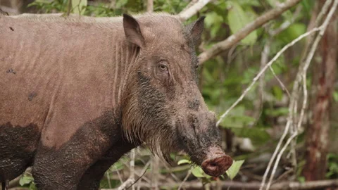 Bornean Bearded Pig Looking at Camera, Borneo, Indonesia Stock Footage 144514154