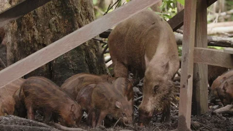 Bornean Bearded Pigs Eating Below Orangutan Platform, Borneo, Indonesia Stock Footage 142188129