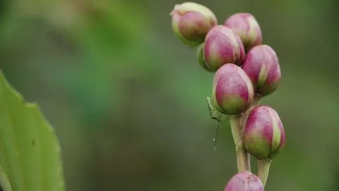 Bornean Flower Buds with Insect Stock Footage 144359903