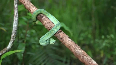 Bornean Green Pit Viper Coiled Around Tree Branch in Tropical Rainforest Stock Footage 346313210