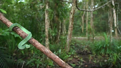 Bornean Green Pit Viper Coiled Around Tree Branch With Tropical Forest Visible Stock Footage 346313237