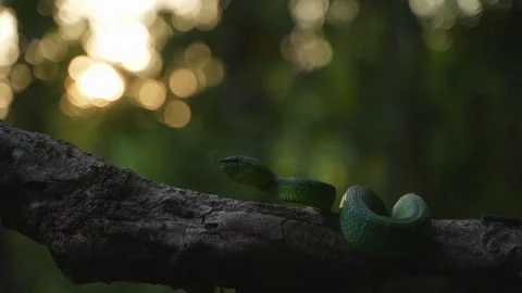 Bornean Green Pit Viper Moving Along Branch During Sunset, Glowing Orange Stock Footage 346313056