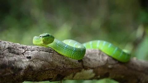 Bornean Keeled Green Pit Viper Facing Camera on Tree Branch, Detailed Head On Stock Footage 346313071