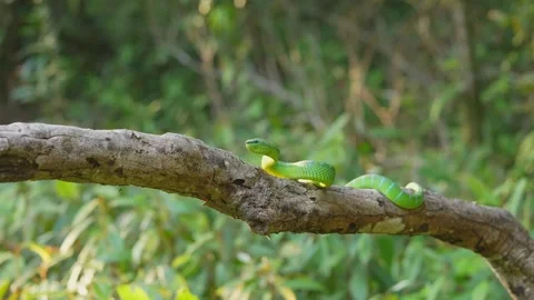 Bornean Keeled Green Pit Viper Seen From Side on Tree Branch, Tropidolaemus Stock Footage 346313079