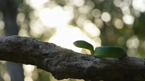 Bornean Keeled Green Pit Viper Resting on Tree Branch With Sun Flare in Stock Footage 346313089