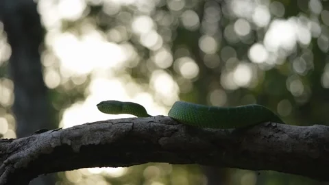 Bornean Keeled Green Pit Viper Resting on Branch With Soft Blurred Bokeh Stock Footage 346313097