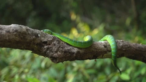 Bornean Keeled Green Pit Viper Moving Along Tree Branch in Tropical Rainforest Stock Footage 346313112