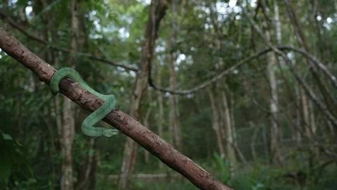 Bornean Keeled Green Pit Viper Hanging From Tree Limb With Dense Forest Behind Stock Footage 346313172