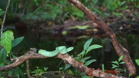 Bornean Keeled Green Pit Viper Striking From Tree Branch, Tropidolaemus Stock Footage 346313243