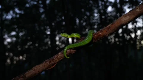 Bornean Keeled Green Pit Viper Moving Along Tree Branch in Dark Tropical Stock Footage 346313254