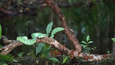 Bornean Keeled Green Pit Viper in Striking Position on Tree Branch Stock Footage 346313259