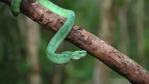 Bornean Keeled Green Pit Viper Resting on Diagonal Tree Limb, Green Reptile Stock Footage 346313264