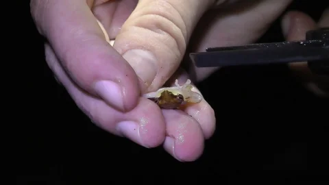 Bornean Opposite-fingered Tree Frog, Malaysia Stockbeeldmateriaal 88549661