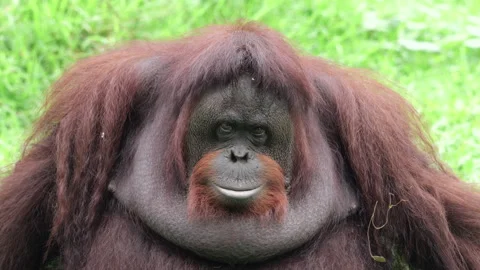 Bornean Orang Utan looking at the camera in the morning Stock Footage 274277970