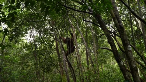 Bornean Orangutan Climbing Through Dense Tropical Vegetation, Wide Angle View Stock Footage 346809931