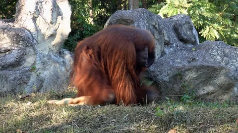 Bornean Orangutan Monkey (Pongo Pygmaeus) Stock Footage 100175011