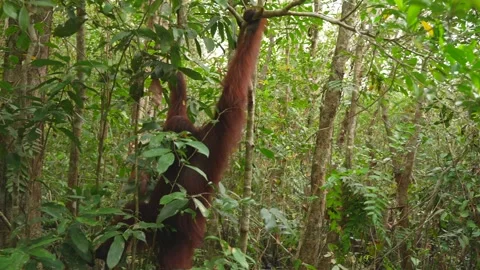 Bornean Orangutan Navigating Between Trees in Lush Tropical Rainforest, Wild Stock Footage 346313921