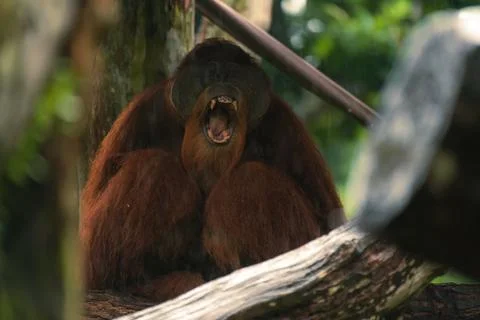 Bornean orangutan Pongo pygmaeus with its mouth open Stock Photos