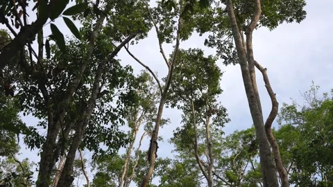 Bornean Orangutan Traversing Between Two Tall Trees Along Interconnected 스톡 동영상 348339326