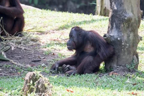Bornean orangutan while resting on a tree sitting on grass Stock Photos