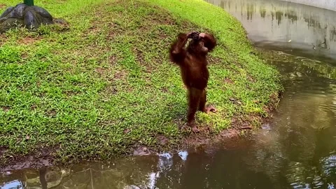 Bornean orangutans Stock Footage 227359309