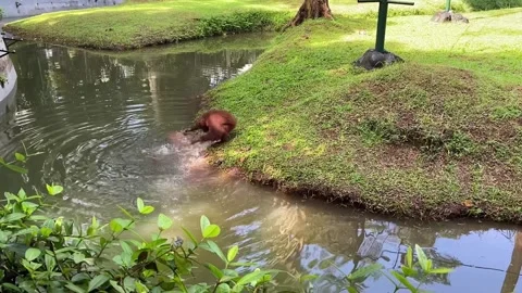 Bornean orangutans Stock Footage 227359333