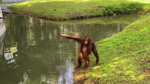 Bornean orangutans Stock Footage 227359398