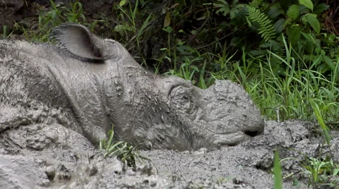 Sabah rhino
