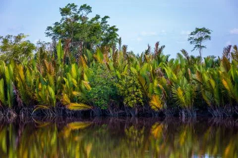 Bornean river Stock Photos
