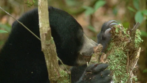 Bornean Sun Bear Chewing Branch, Indonesia Stock Footage 142919012